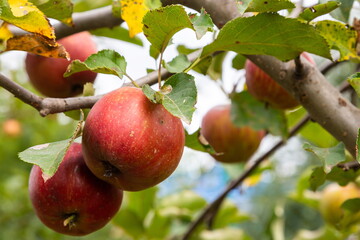 branch of ripe apples on a tree in a garden