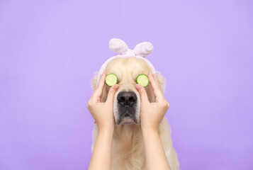 Cute golden retriever sitting relaxed after spa treatments on a purple background with cucumbers on...