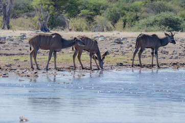 Wildtiere in Südafrika
