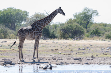 Giraffe in Südafrika