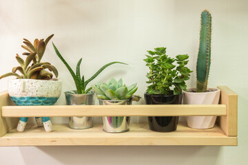 Succulent plants in different flower pots. Indoor plants in the interior.