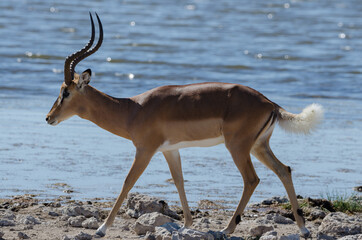Wildtiere in Südafrika