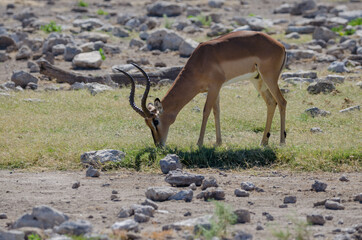 Wildtiere in Südafrika