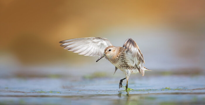 Calidris alpina it lands on the surface and has wings like an angel.