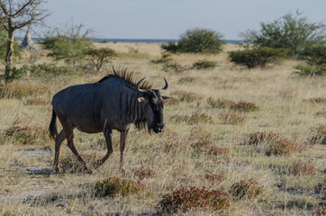 Wildtiere in Südafrika