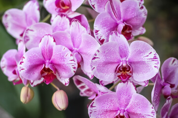 Close up pink purple orchid miltonopsis flowers blooming in garden natural background