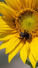Black and yellow striped bee, honey bee, pollinating sunflowers close up low level view of single sunflower head with yellow petals