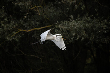 snowy egret in flight - obrazy, fototapety, plakaty