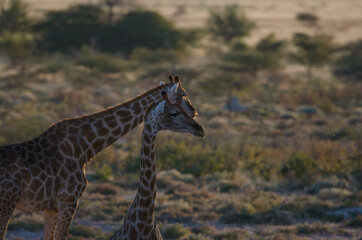 Wildtiere in Südafrika