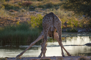 Eine Giraffe zeigt ihren Po beim trinken