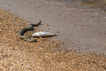 Natrix tessellata water snake on the beach