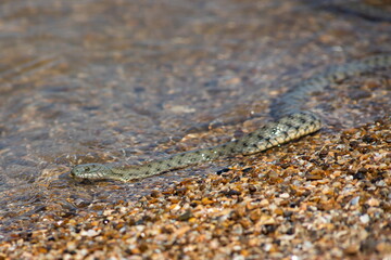 Natrix tessellata water snake on the beach