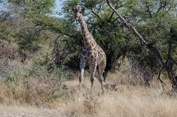 Wildtiere in Südafrika