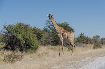 Wildtiere in Südafrika