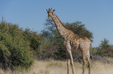 Wildtiere in Südafrika