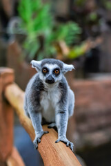portrait of a lemur ring tailed. 