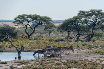 Wildtiere in Südafrika