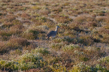 Wildtiere in Südafrika