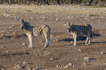 Zebra in Südafrika