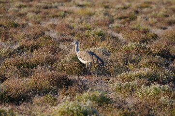 Wildtiere in Südafrika