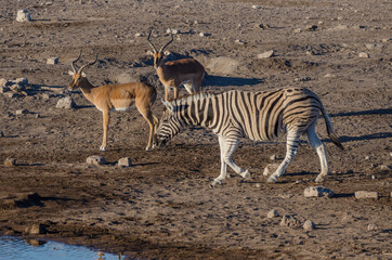 Zebra in Südafrika