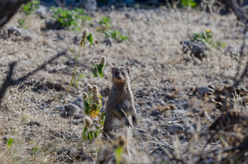 Wildtiere in Südafrika