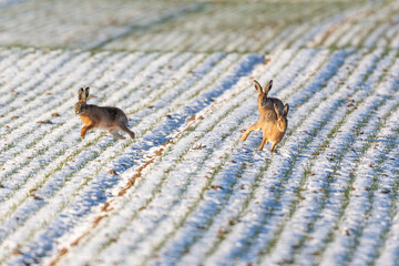European hares (Lepus europaeus) on a field in winter near Frankfurt, Germany.