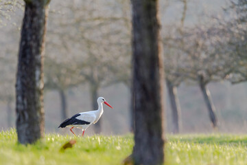 White stork (Ciconia ciconia) on a meadow in spring near Hochheim, Germany.