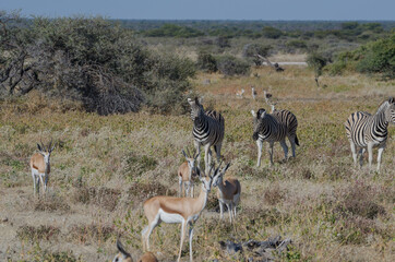 Fototapeta na wymiar Wildtiere in Südafrika