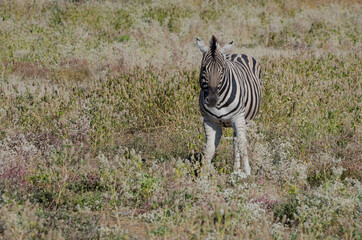 Ein Portrait vom Zebra in Südafrika