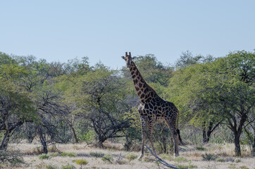 Eine Giraffe in der Steppe von Etosha Südafrika