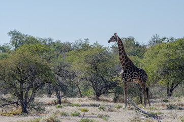 Obraz premium Eine Giraffe in der Steppe von Etosha Südafrika