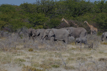 Naklejka na ściany i meble Eine Herde Elefanten in Etosha Südafrika