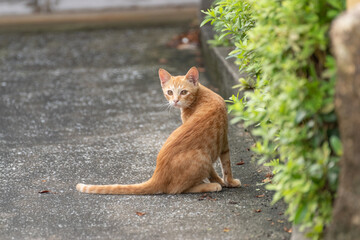 振り返る猫　茶トラ猫