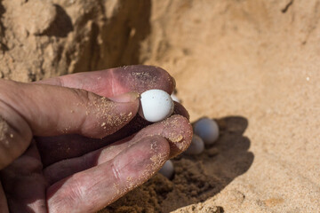a reptile lizard egg in the hands of a worker