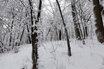 trees in the winter season on the territory of the park