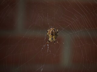 Spider in a Web