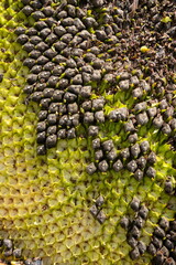 sun flowers seeds close up background sunny day on the agrocultural field