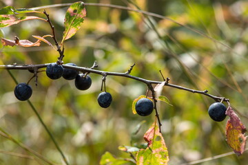 Blackthorn sloe or prunus spinosa growing on a tree branch
