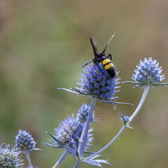 Bee on flowers of eryngium. Bee pollinates a flower in the garden