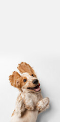 Cute, funny, playful Cocker Spaniel dog lying with paws up isolated over white background. Smiling...