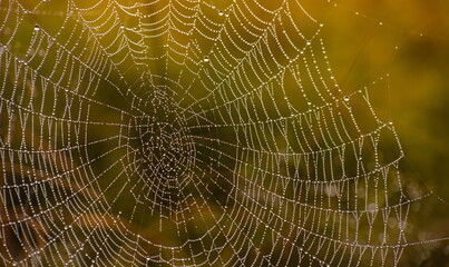 Cobweb with dew drops. Can be used as background