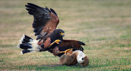 Parabuteo unicinctus hunts his prey and catches it in his claws.