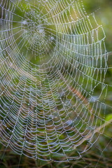 Cobweb with dew drops. Can be used as background