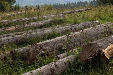 Fototapeta premium A pile of trunks lying on the grass near the forest edge. Stocking of firewood, deforestation. Logs closeup