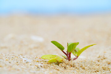 Plants growing in the sand on the beach, small bushes on the sand