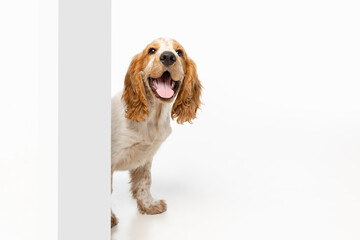 Curious cute Cocker Spaniel dog looking out corner isolated over white background. Smiling doggie