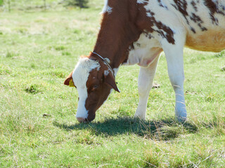 Naklejka na ściany i meble 9月（秋） 美ヶ原牧場の牧草地で草を食む一頭の牛