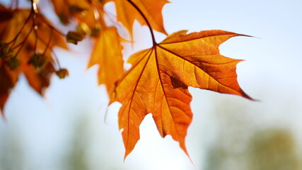 Blooming maple tree in the rays of the setting sun. Spring landscape - a maple tree with bright orange on the background of a city park in the evening of a spring day.