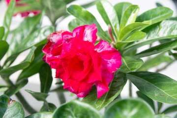 Beautiful Adenium Obesum flower. Desert rose of pink and red color petal